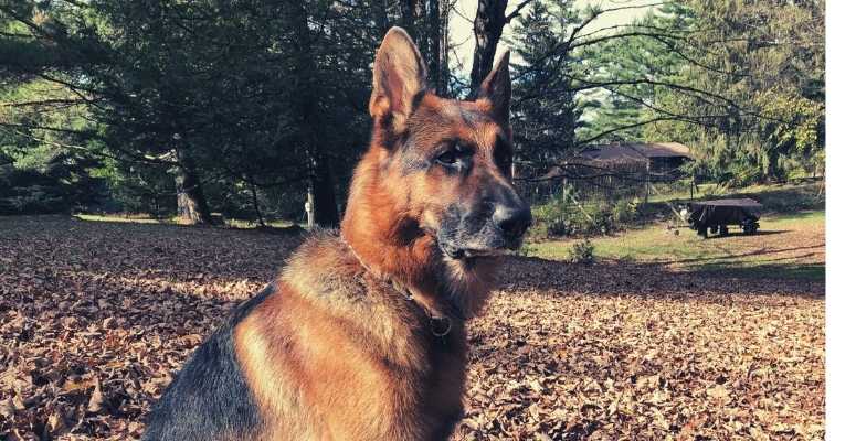 west german german shepherd show dog