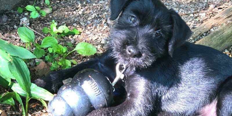 distracting puppy from eating rocks