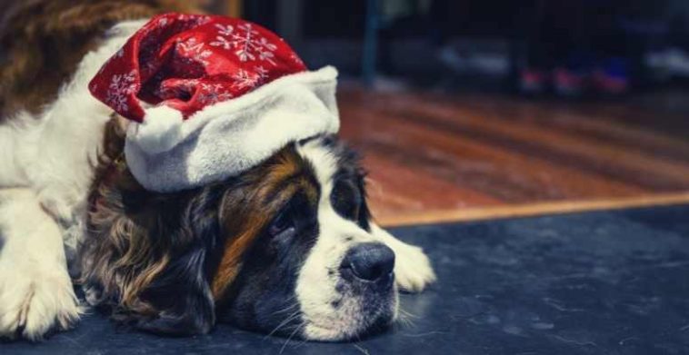 holiday gifts for dogs
