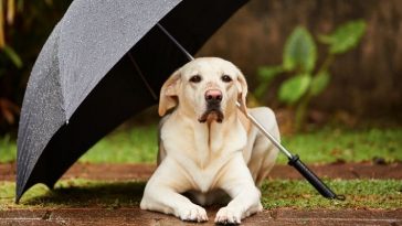 dog in the rain