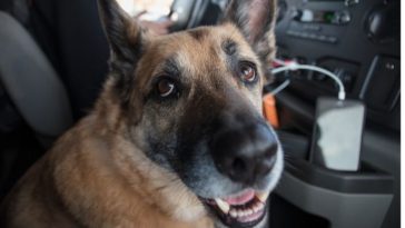 dog in an rv