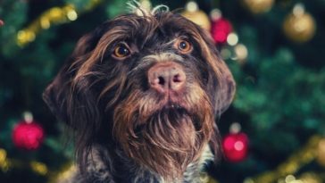 dogs and holiday stress