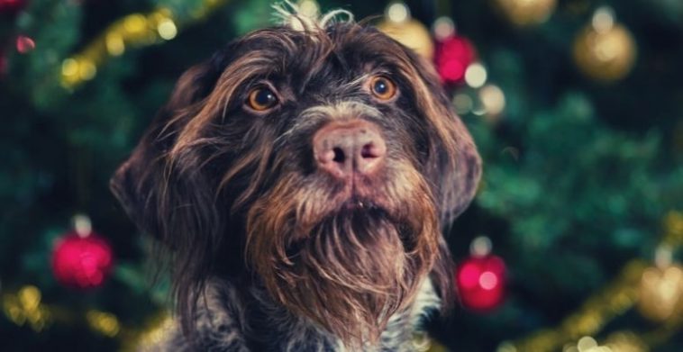 dogs and holiday stress