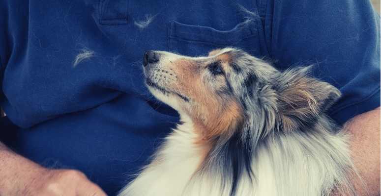 brushing a sheltie