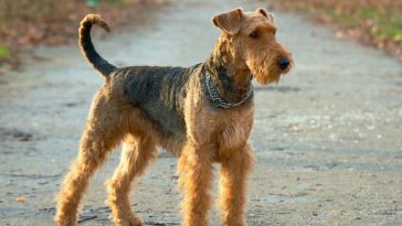 The Airedale Terrier Working Dog