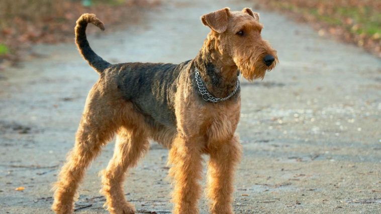 The Airedale Terrier Working Dog