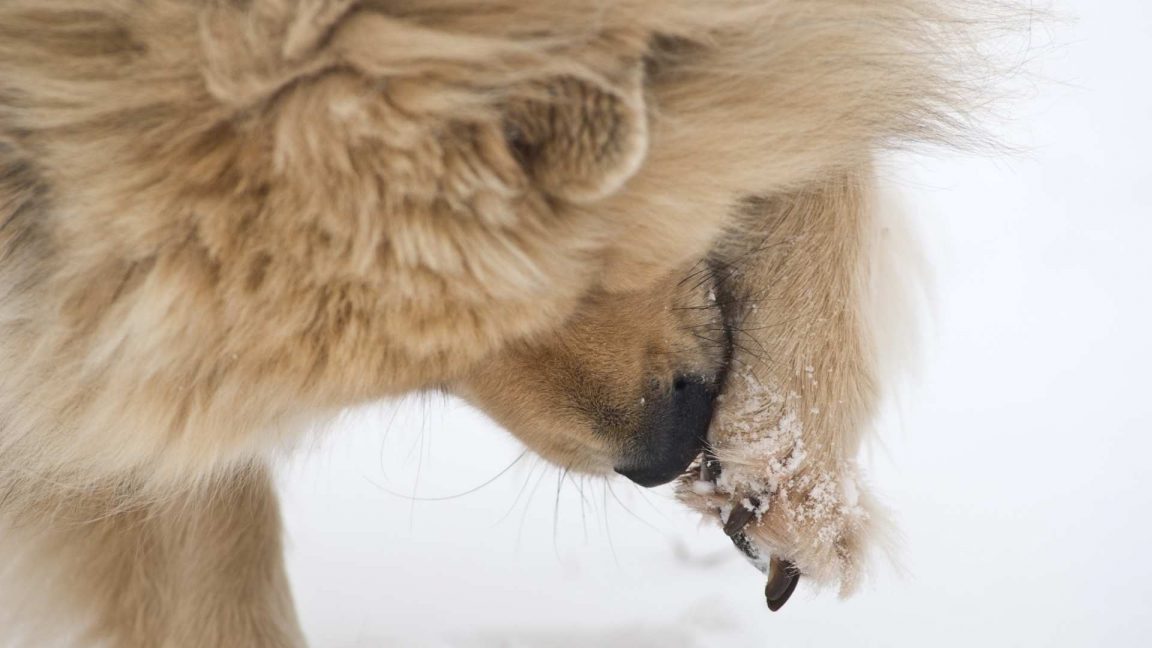 Winter Care For Dog Foot Pads (13 Tips To Protect Your Dog's Paws)