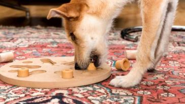 dog puzzle for indoors