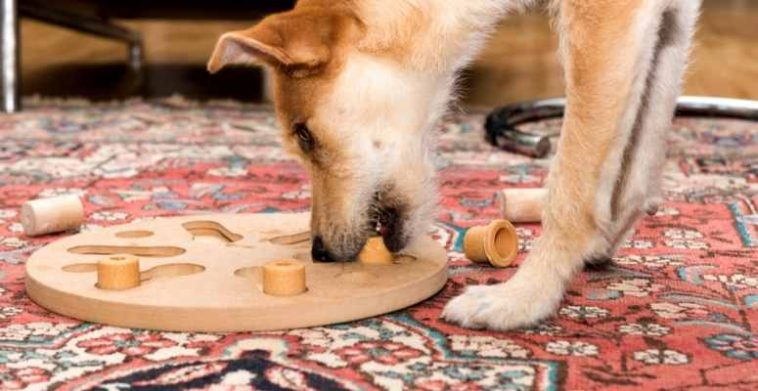 dog puzzle for indoors