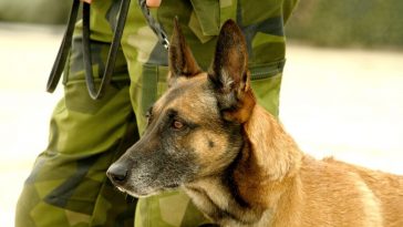 malinois military working dog