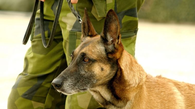 malinois military working dog