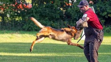 Schutzhund helper catching a dog
