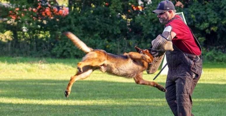 Schutzhund helper catching a dog
