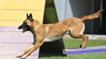 dog agility sport
