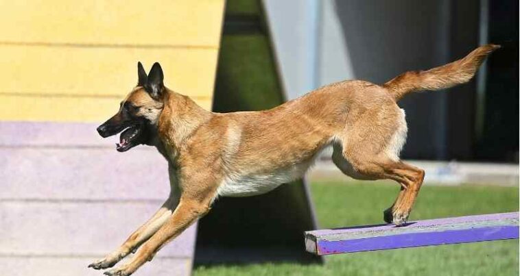 dog agility sport