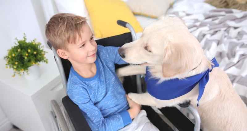 disability dog with child in wheelchair