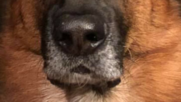 Healthy dog nose