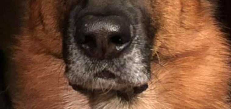 Healthy dog nose